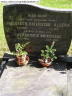 Grafsteen: Catherinus Brienesse en Elisabeth Altena